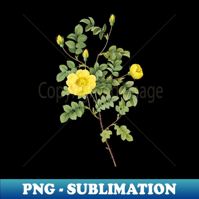 Vintage Yellow Sweetbriar Rose Botanical Illustration - Creative Sublimation PNG Download