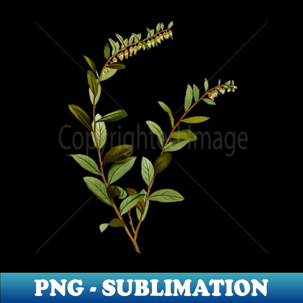 Vintage Andromeda Marginata Bloom Botanical Illustration - High-Resolution PNG Sublimation File