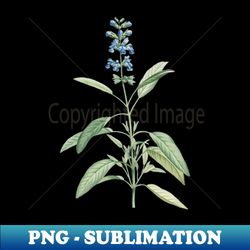 vintage blooming sage plant botanical illustration - premium png sublimation file