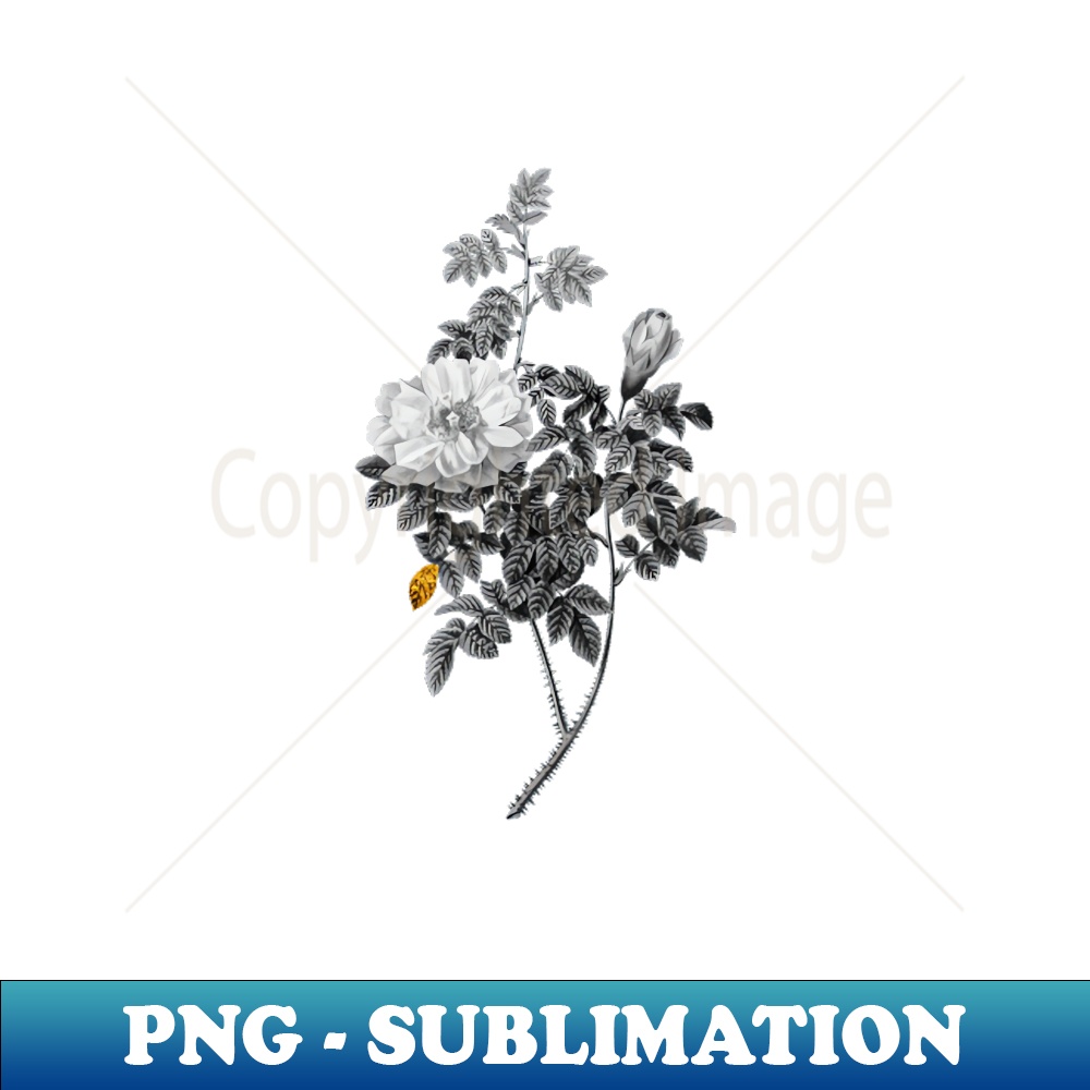 Black and Gold Leaf - Blooming Ventenat's Rose - Vintage Botanical - Signature Sublimation PNG File