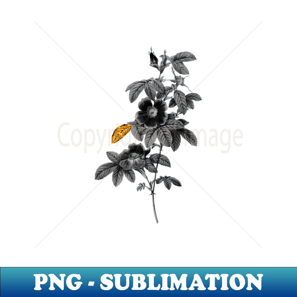 Black and Gold Leaf - Blooming Single May Rose - Vintage Botanical - Digital Sublimation Download File