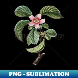 vintage chinese quince botanical illustration - high-quality png sublimation download