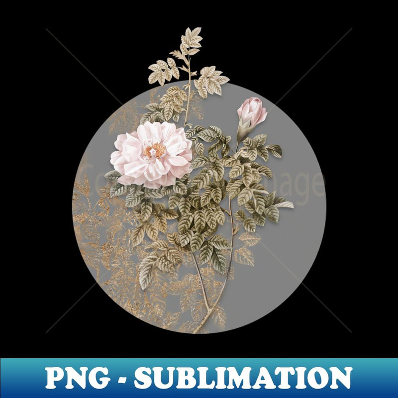 Vintage Blooming Ventenat's Rose Botanical Illustration on Circle - Vintage Sublimation PNG Download