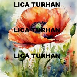 red poppy flower in watercolors