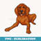 Redbone Coonhound - Sublimation PNG File