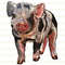 Baby Spotted Pig Png, Baby Pig Png Sublimation Design, Piglet Png,Hand Drawn Baby Pig Png,Barnyard Animals,Digital Download.jpg