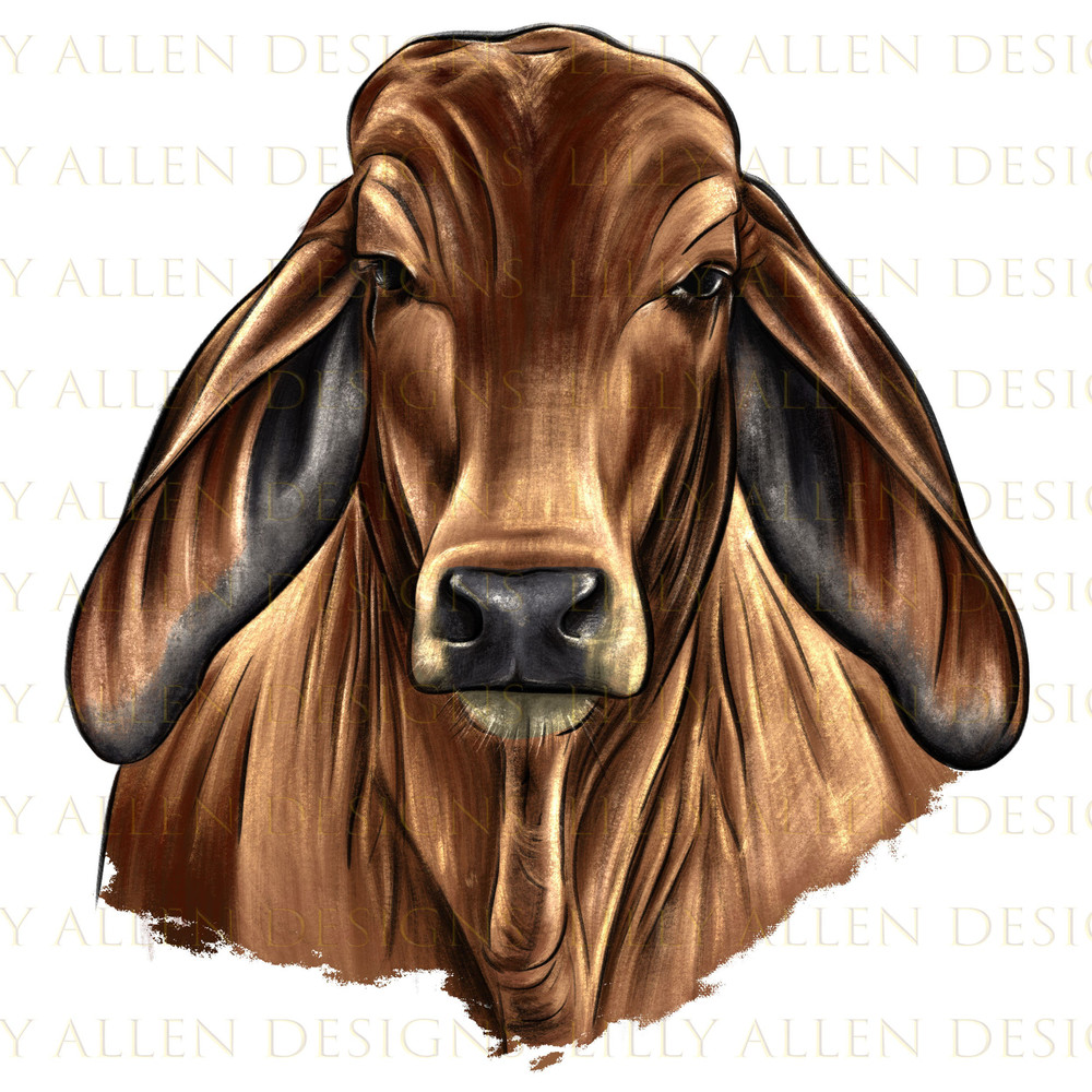 Brahman Cow png sublimation design download, Cow png, animal png, hand drawn cow png, Brahman Cow design png, sublimate designs download.jpg