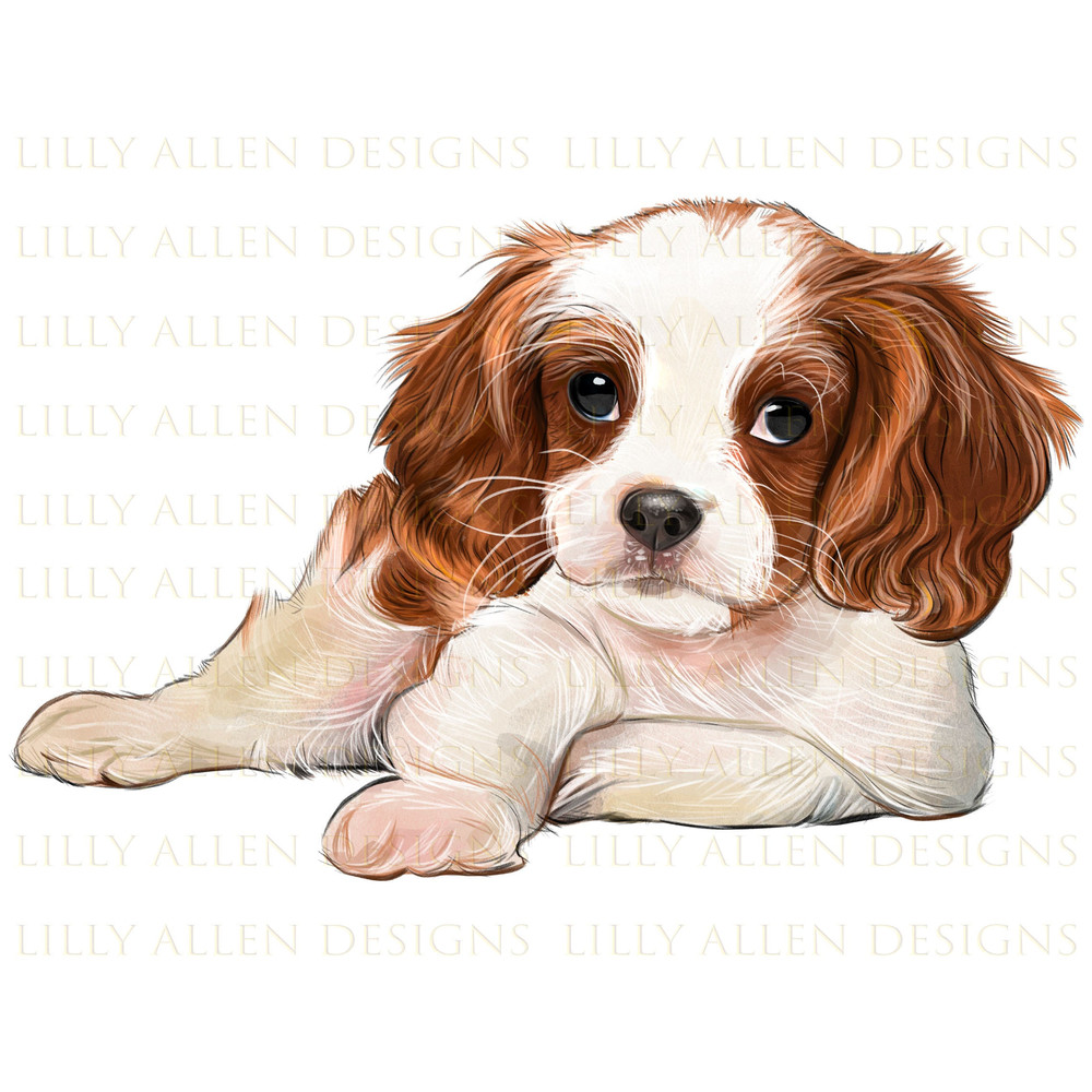 Cavalier King Charles Spaniel Illustrations Png Digital Download,Dog Png,Printable Terrier Dog Png Image For Wall Art,Decoration,Scrapbook.jpg