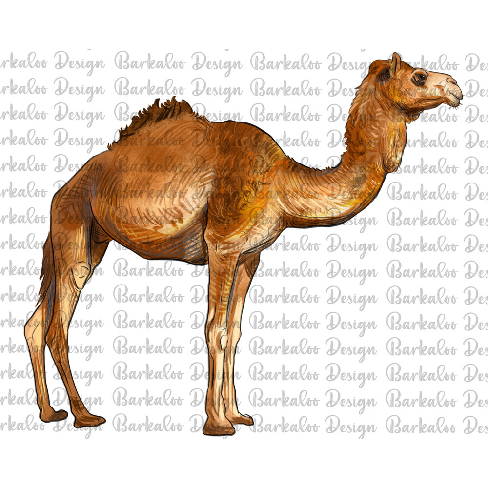 Camel Png Sublimation Design, Camel Portrait Png, Hand Drawn Camel Png, Camel Clipart, Desert Animals Design Png, Digital Download.jpg