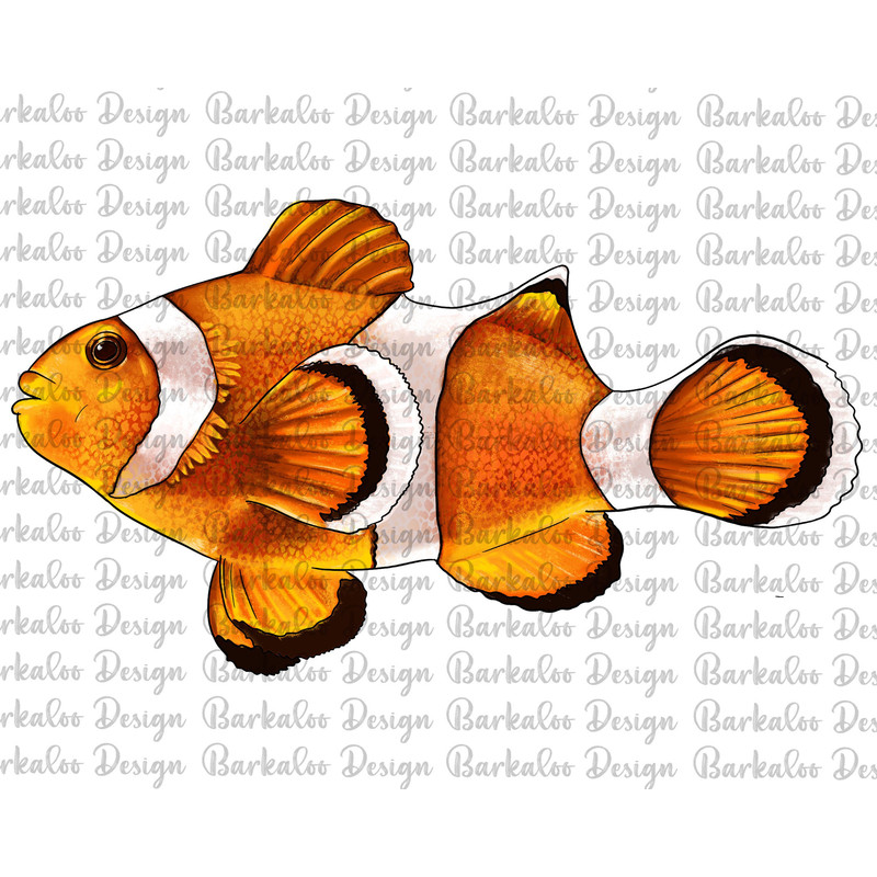 Clown Fish Side Png Sublimation Design, Hand Drawn Clown Fish Png, Clown Fish Portrait Png, Clown Fish Clipart, Sea Creatures Png Downloads.jpg