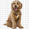 Goldendoodle Dog Png Sublimation Design, Hand Drawn Dog Png, Dog Portrait Png, Dog Clipart, Cute Dog Png, Dog Png Digital Downloads.jpg