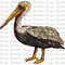 Louisiana State Bird Pelican Png, Hand Drawn Louisana State Bird Png, Louisiana State Bird Clipart Png, Bird Design Png Digital Downloads.jpg