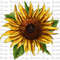 Sunflower Png Sublimation Design, Hand Drawn Sunflower Png, Western Sunflower Png, Sunflower Design Png, Sunflower Clipart, Digital Download.jpg