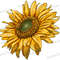 Sunflower PNG Sublimation Design, Sunflower Png, Sunflower Clipart, Sunflower Sublimation, Sunflower, Western Sunflower Png,Digital Download.jpg