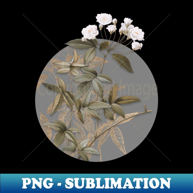 Vintage Lady Bank's Rose Botanical Illustration on Circle - Creative Sublimation PNG Download