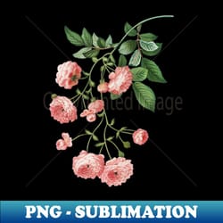 vintage pink rambler roses botanical illustration - png transparent sublimation file