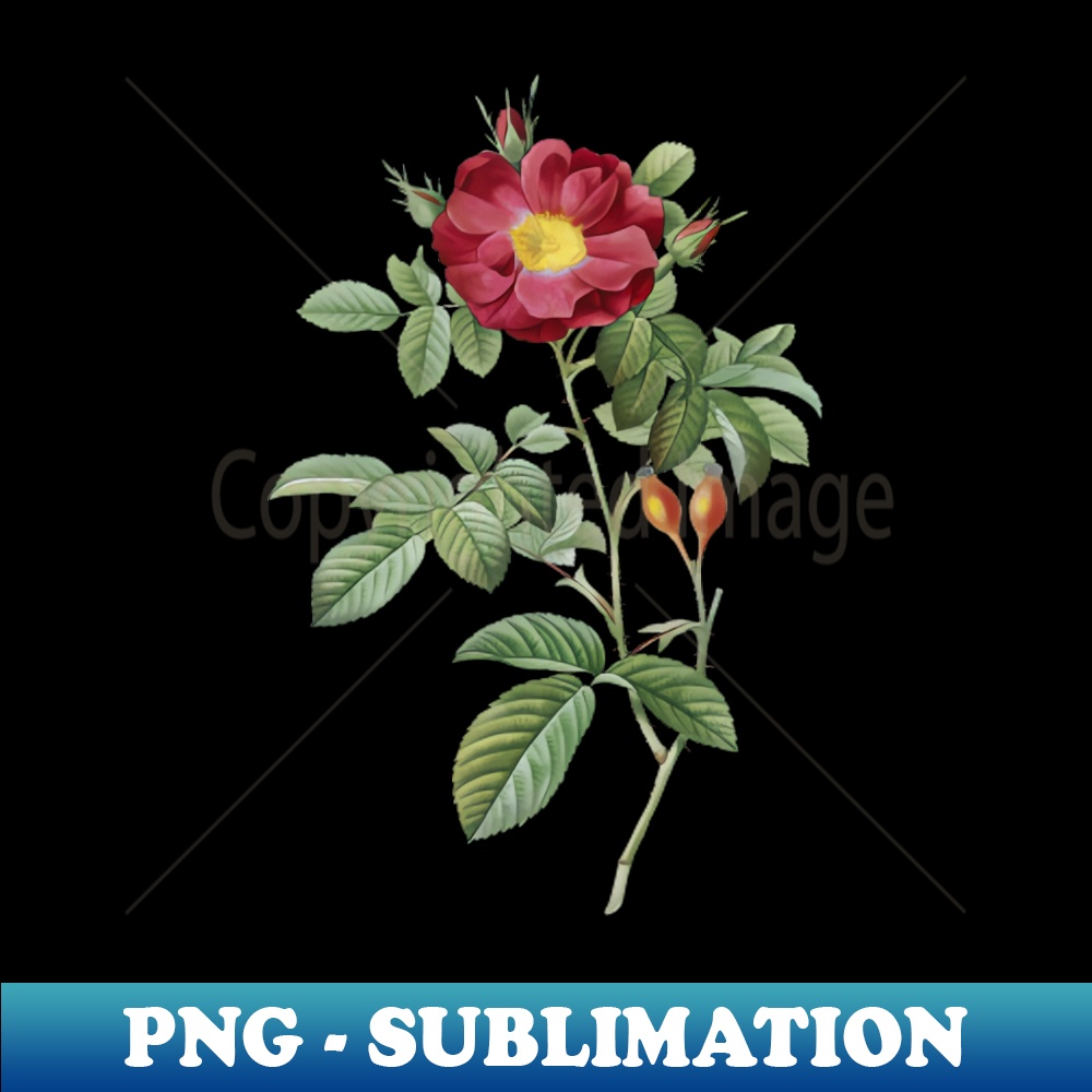 Vintage Blooming Red Portland Rose Botanical Illustration - PNG Transparent Digital Download File for Sublimation