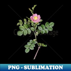 vintage pink sweetbriar rose botanical illustration - instant sublimation digital download