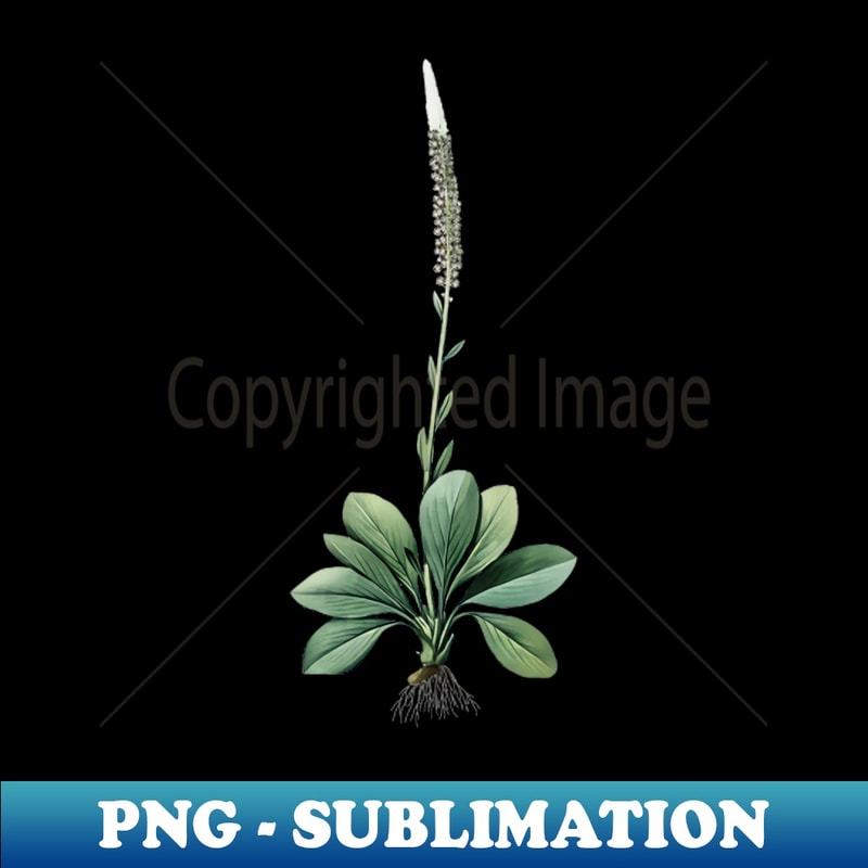 Vintage Blazing Star Botanical Illustration - PNG Transparent Digital Download File for Sublimation