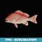 Vintage Red Snapper Fish Illustration (1912) - Stylish Sublimation Digital Download