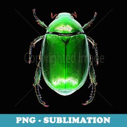 realist green scarab beetle or adult play - creative sublimation png download