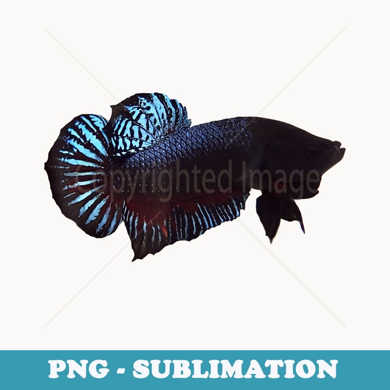 Plakat Thai Betta Fish Splenden Fighter 5 Stars Fresh Water - Trendy Sublimation Digital Download