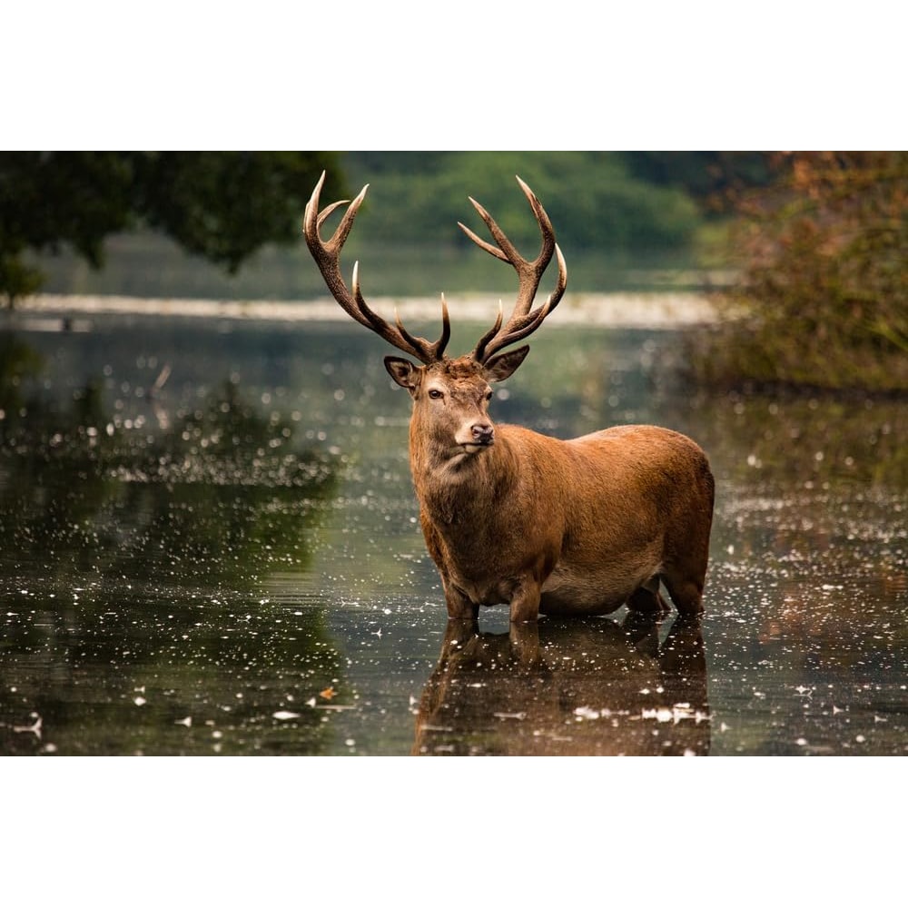 ALFARI D2 Bowie Knife Stag Horn Large Crocodile Dundee Bowie Knife Fixed Blade Hunting Knife With L 2