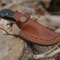 ALFARI Handmade D2 Steel Fixed Blade Skinning Hunting Knife With Gut Hook Best For Outdoor Camping 2