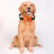Automatic Bark Control Collar Voice Activated Dog Training Collar For All Breeds 5