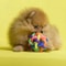 Colorful Weave Bell Ball Interactive Pet Toy for Dogs and Cats