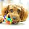 Colorful Weave Bell Ball Interactive Pet Toy for Dogs and Cats