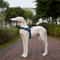 Reflective Dog Harness With Leash For Safe Big Dog Walks 8