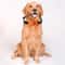 Automatic Voice Control Bark Collar For Dogs Pet Training Bark Control 5