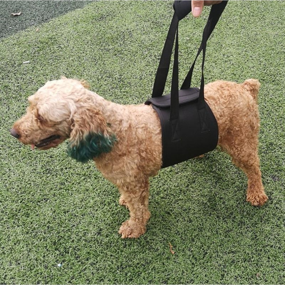 Assistive Belts For Dogs Elderly Disabled Dog Walking Leash For Enhanced Mobility 7