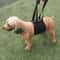 Assistive Belts For Dogs Elderly Disabled Dog Walking Leash For Enhanced Mobility 7