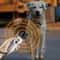 Rechargeable Ultrasonic Dog Training Bark Control Handheld Repeller 1