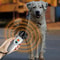 Rechargeable Ultrasonic Dog Training Bark Control Handheld Repeller 1