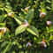 Bee Solar Garden Lights Warm White Outdoor String Fairy LEDs