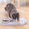 AutoPet Tilted Pet Bowl With Automatic Water Dispenser Anti Spill Design 1