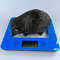 Hedgehog Statue Figure Polystone Bronze Home Decor Made In Italy 11 Kg 3