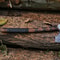 Forged Finnish Axe Finnish Style Axe near me