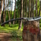 Hand Forged High Carbon Steel Hunting Spear 36 Outdoor Survival Display Piece 3