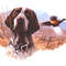 Field Hunt Dog Cross Stitch Pattern LOOK 0
