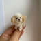 Miniature Dog Dollhouse Miniature Maltese Ooak Crochet Poodle Puppy Needle Felted Animal 112 Realis 7
