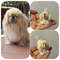 Miniature Dog Dollhouse Miniature Ooak Crocheted Pekingese Puppy Needle Felted Animals I 112 Realis 2