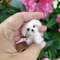 Miniature Dog Dollhouse Miniature Maltese Ooak Crochet Poodle Puppy Needle Felted Animal 112 Realis 0