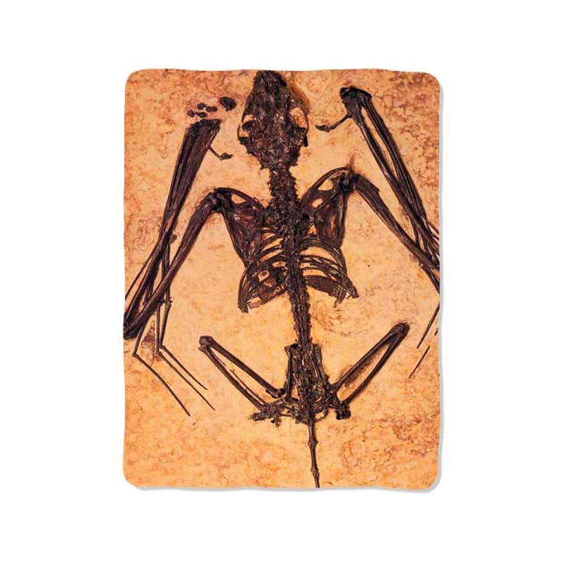 Vintage Dinosaur Fossil Custom Velveteen Plush Blanket Personalized Comfort Style 0