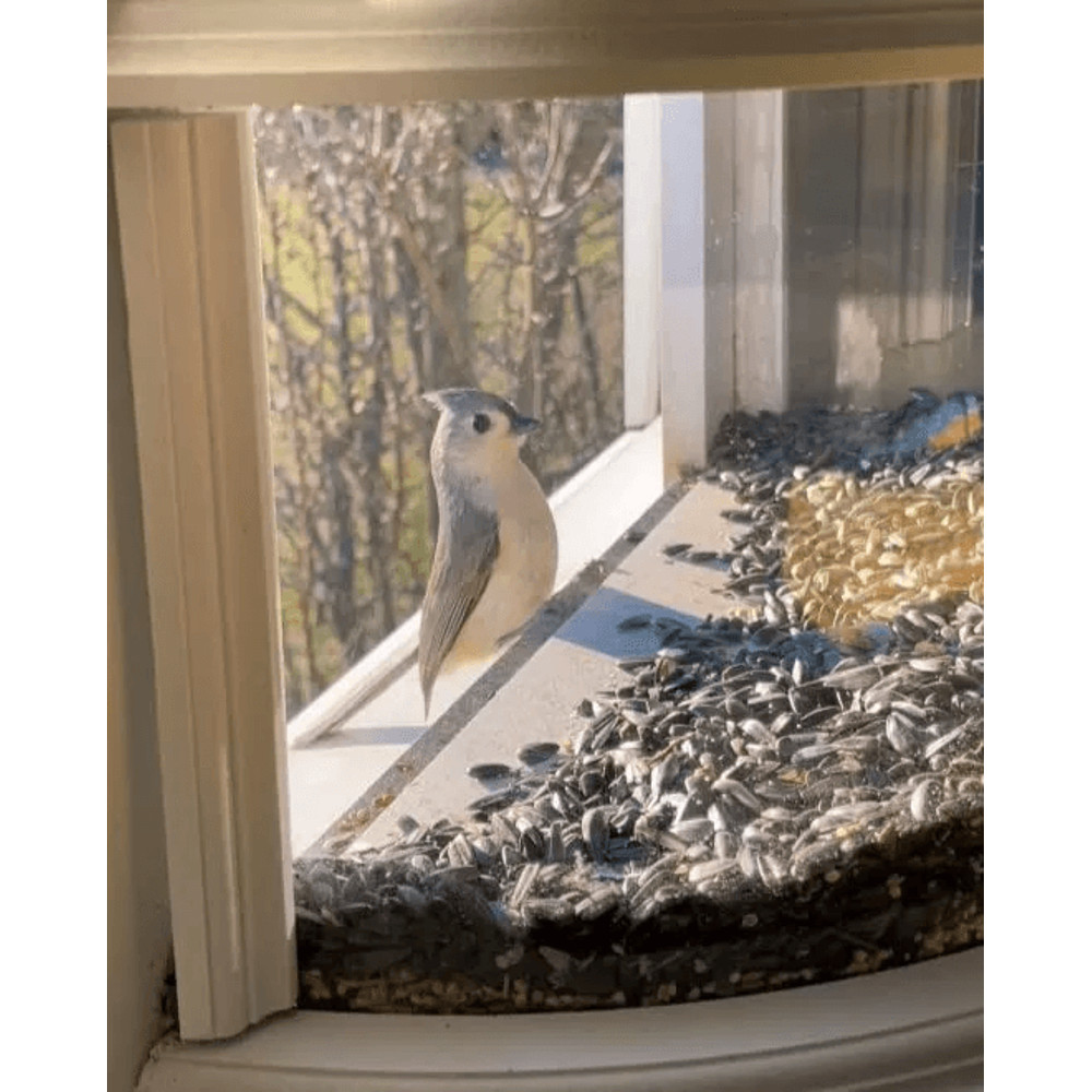 Clear View Window Bird Feeder 180 Indoor Viewing Easy Refill Durable PVC Design 7