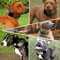 Wide Tactical Heavy Duty Nylon Large Dog Collar Military Style With Metal Buckle For Big Dogs Neopr 0