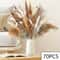 105pcs Natural Dried Flowers Pampas Floral Bouquet Boho Country Home Decoration Rabbit Tail Grass R 13